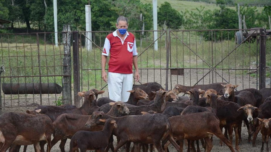 Rebaño de ganado ovino en Sancti Spíritus.