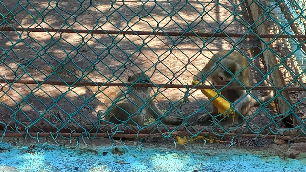 Dos monos en el zoológico de Caibarién, Villa Clara.