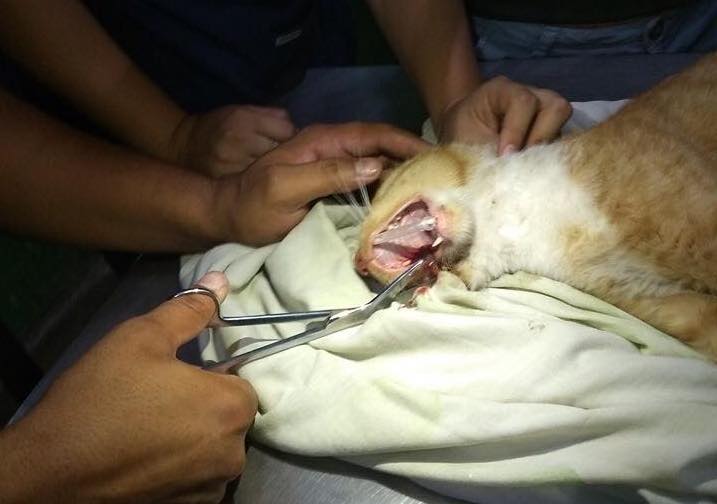 El gato herido durante la operación.