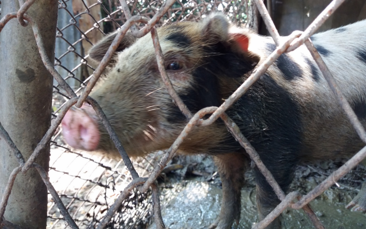 Cerdo criado en una casa de Guantánamo. 
