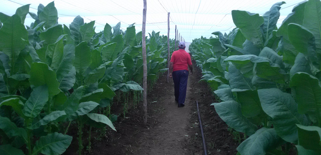 Cultivo de tabaco en Holguín.