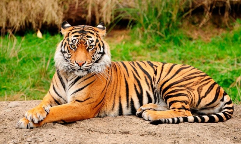 Tigre de Bengala.