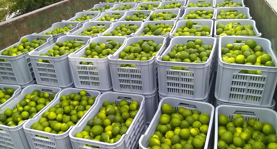 Dos toneladas de limones destinadas a la exportación.