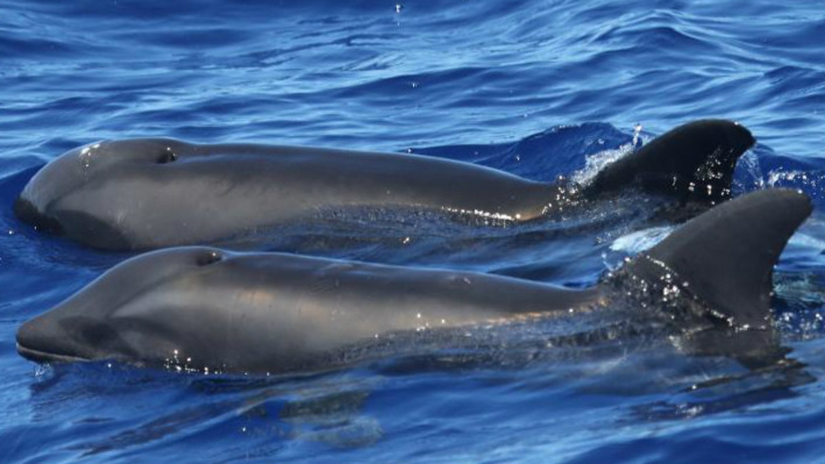 Ejemplares del delfín híbrido. 