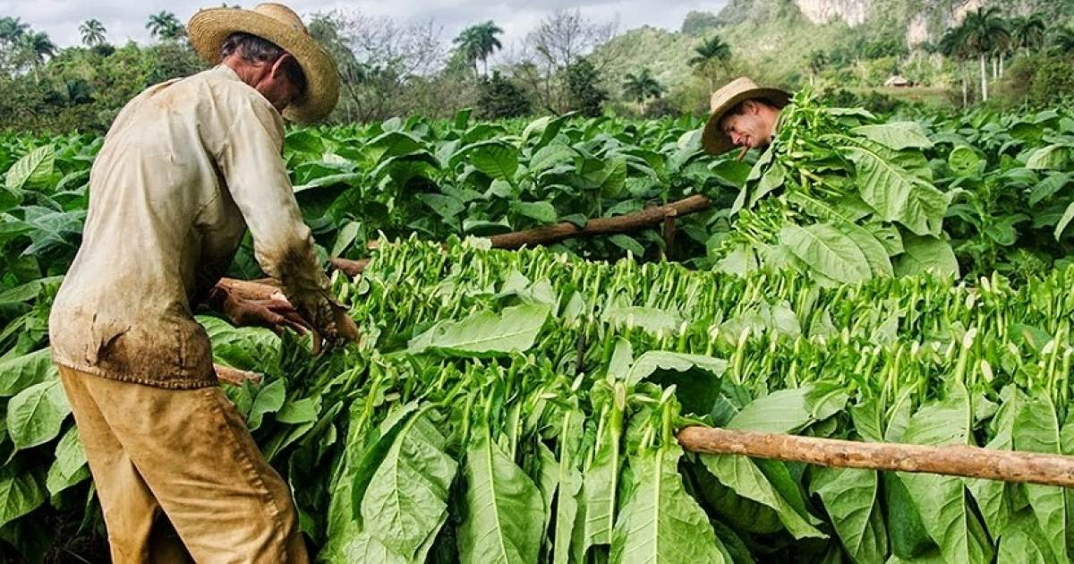 Cultivo de tabaco en Cuba.