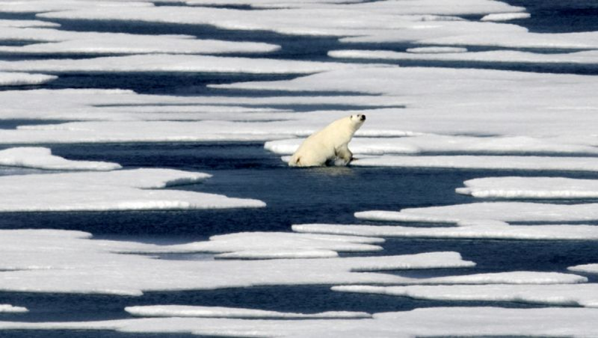 Un oso polar sale del agua en el Estrecho de Franklin en el archipiélago ártico canadiense. 
