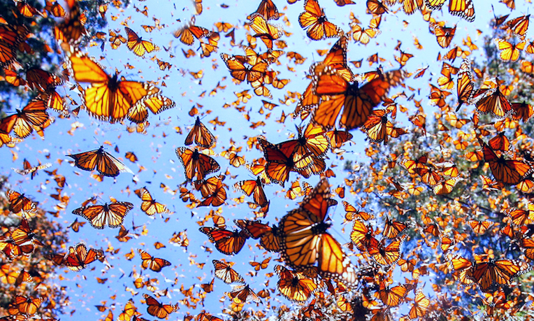 Mariposas monarcas en vuelo.