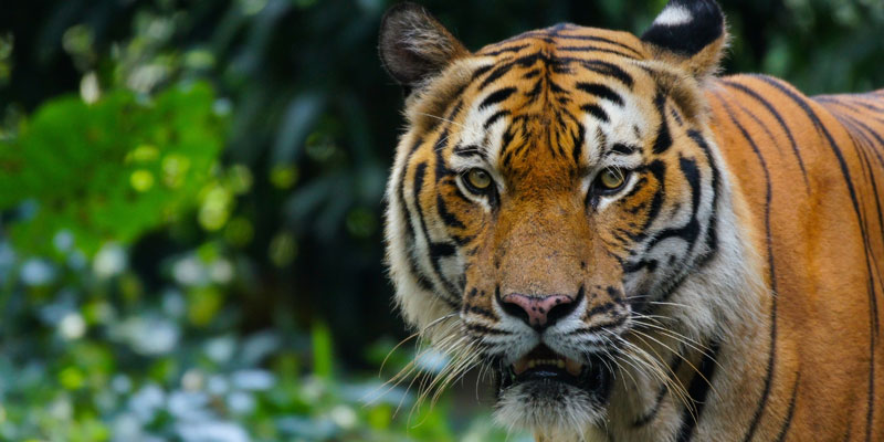 Tigre de Malasia.