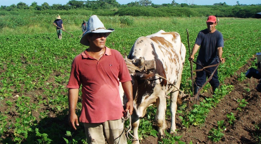 Agricultores cubanos.
