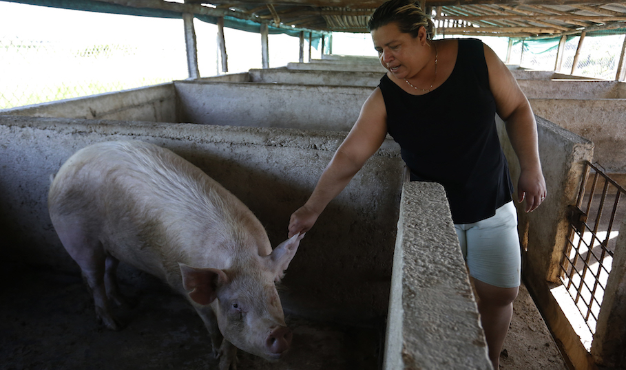 Cría ecológica de cerdo en granja de La Habana.