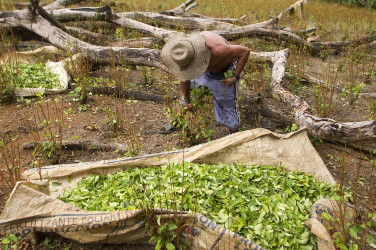 Un campesino recolecta hojas de coca en Guaviare, Colombia. 