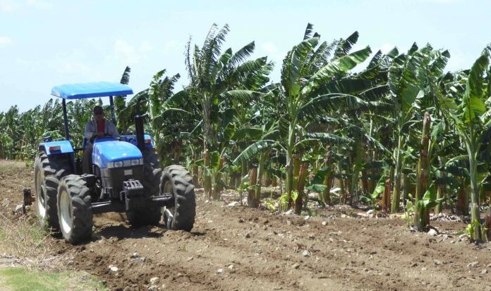 Un tractor en un campo de plátanos de Cuba.