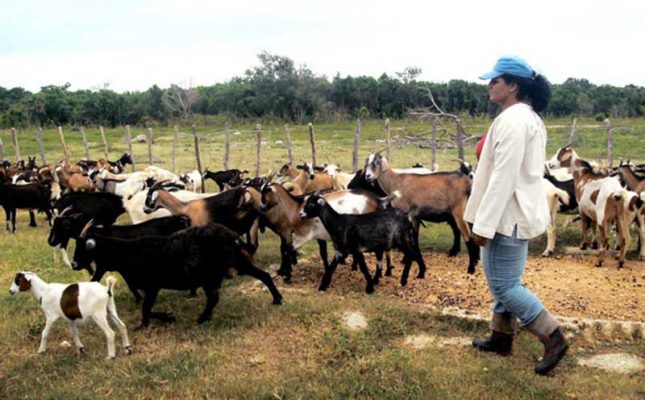 Finca dedicada al ganado menor en el oriente del país.