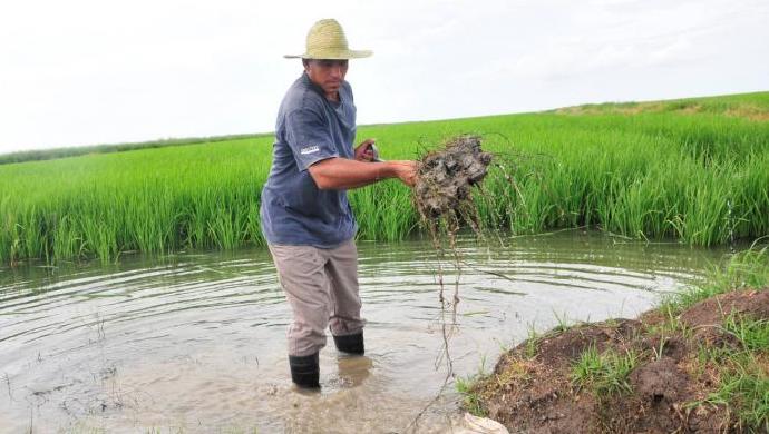Un agricultor cubano en un campo de cultivo de arroz.