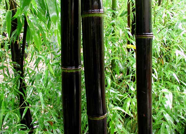 Bambú negro.