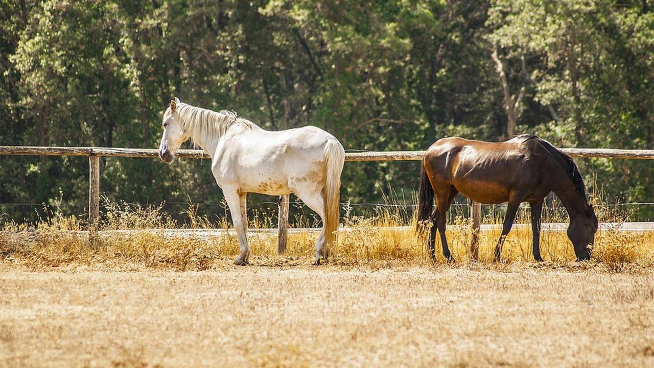 Finca de caballos en Cuba.