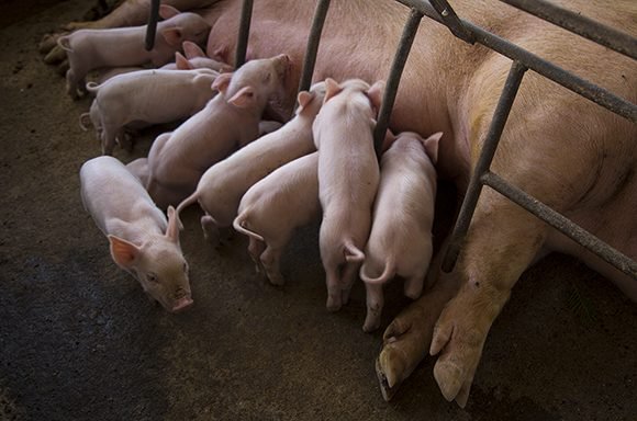 Cría de cerdos en la finca "Los Sementales", en el municipio Candelaria, Artemisa.