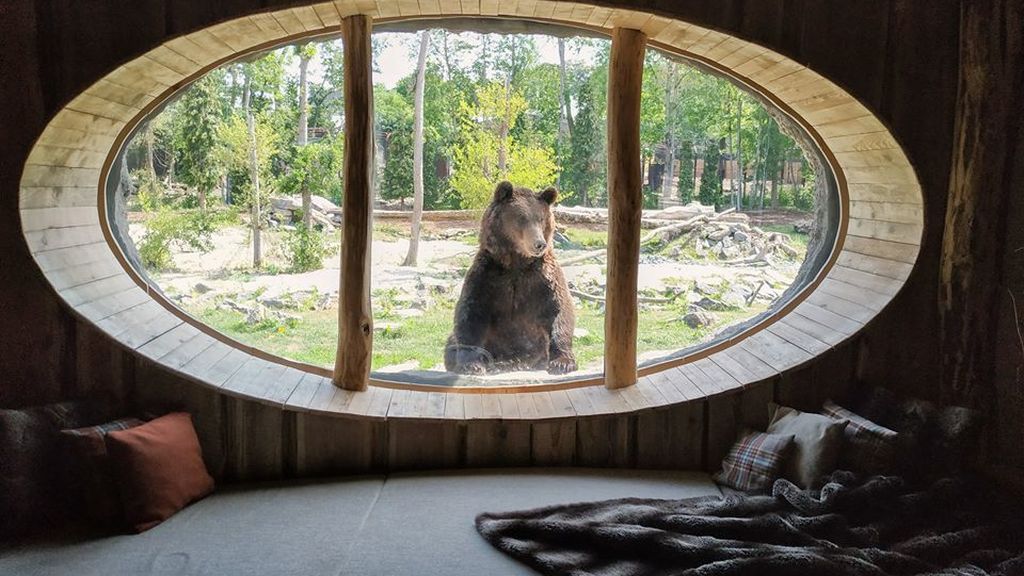 Un oso se asoma a una habitación en Pairi Daiza.