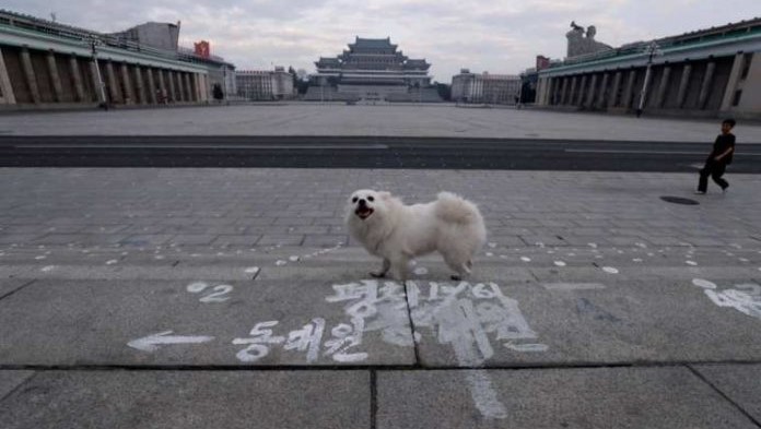 Un perro en una plaza de Norcorea.