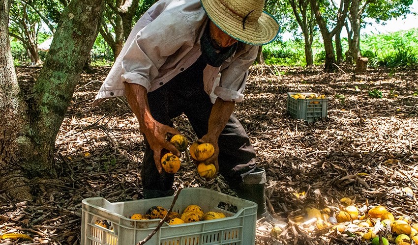 Un campesino cubano recolecta mangos.