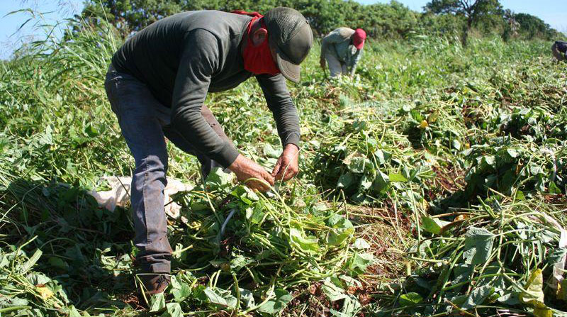 Trabajadores agrícolas en Artemisa.