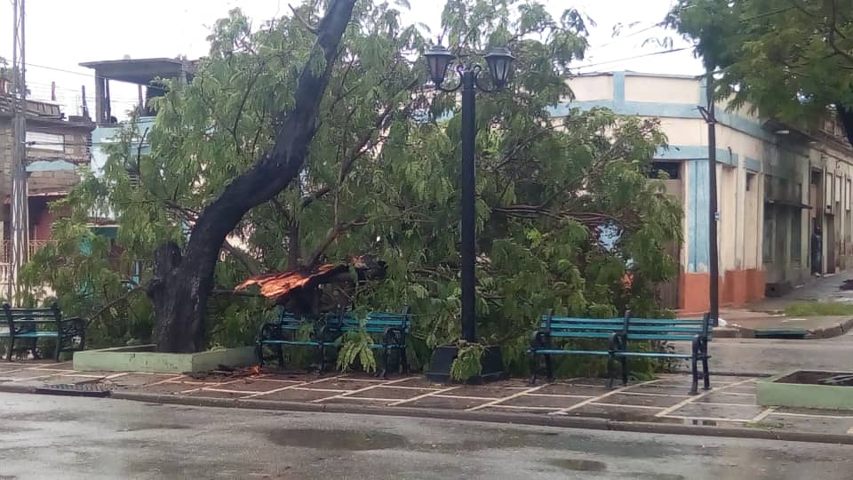 Árbol derribado en la ciudad de Santiago de Cuba.