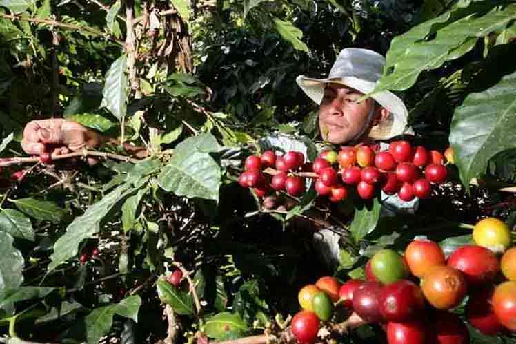 Recogida de café en Cuba.