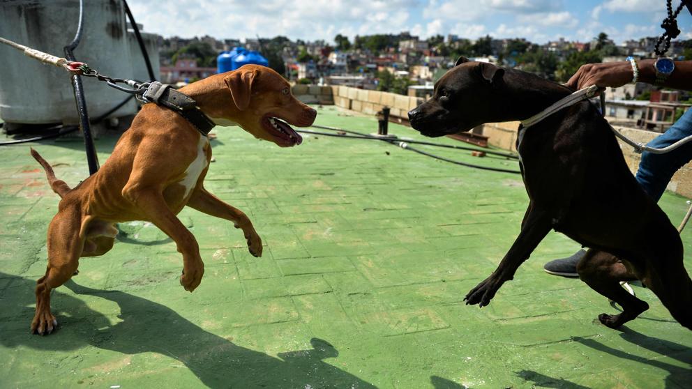 Preparativos de una pelea de perros organizada para las apuestas, una actividad hasta ahora habitual y sin control en Cuba.