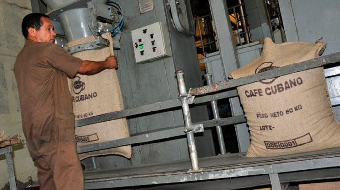 Trabajadores cubanos preparan el café para la exportación.
