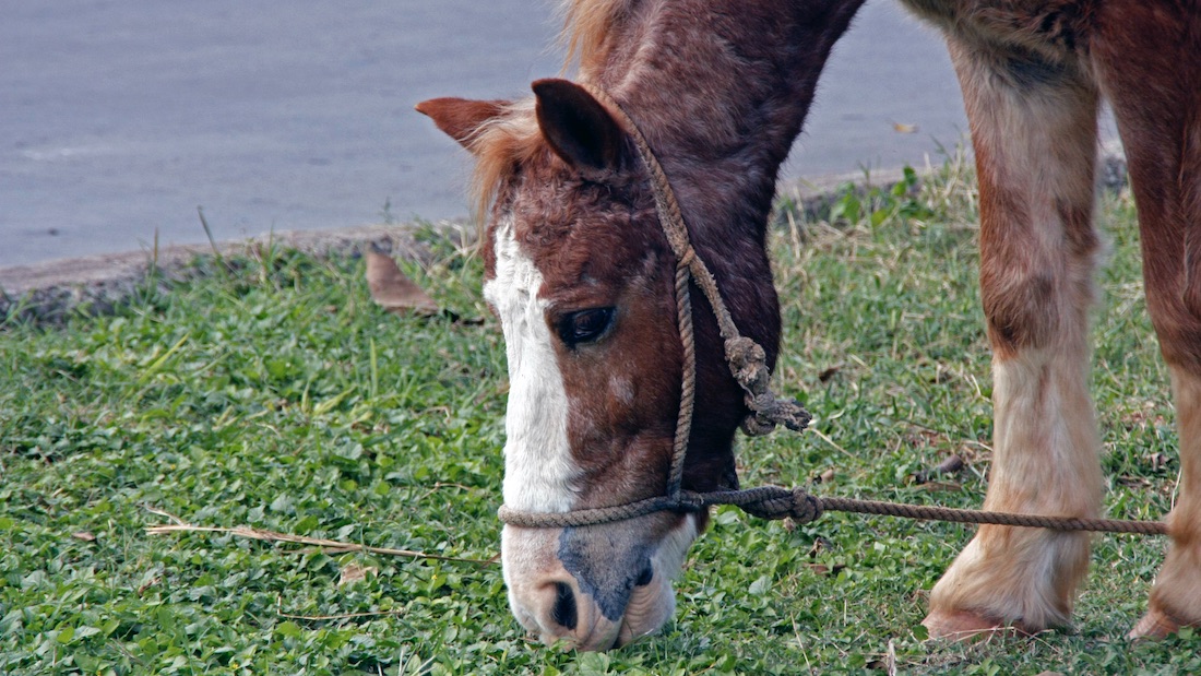 Un caballo pastando.