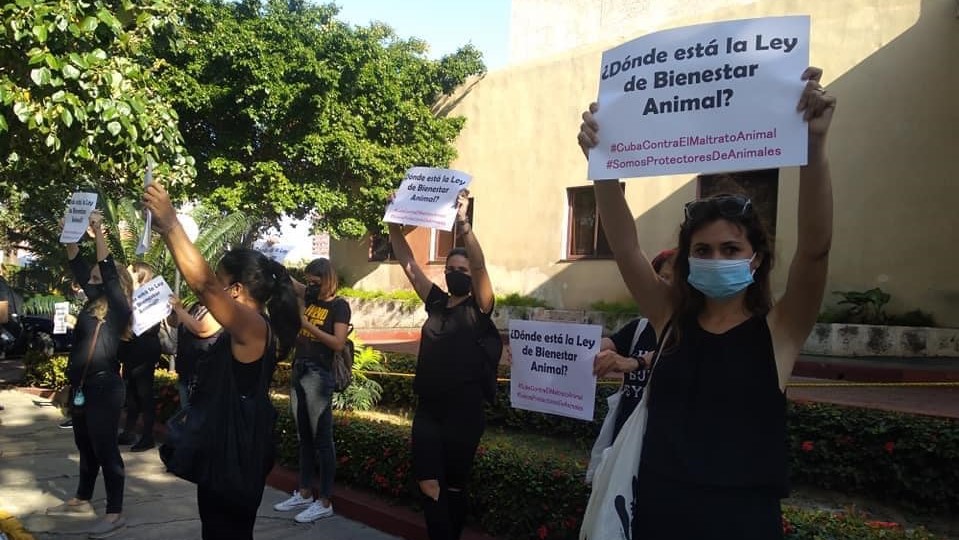 Activistas cubanas plantadas frente al Ministerio de la Agricultura demandando una Ley de Bienestar Animal, el 19 de febrero.