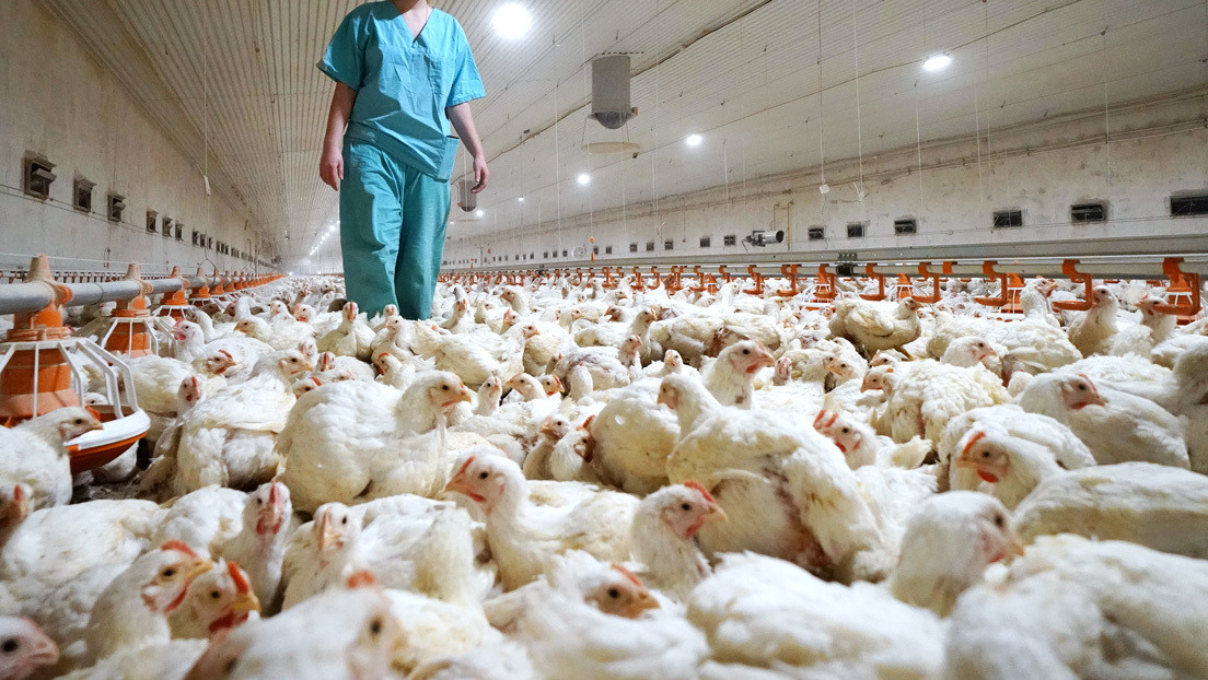 Una granja de gallinas en Rusia.