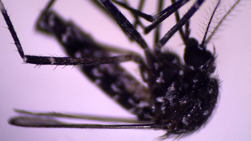El mosquito Aedes Vittatus.