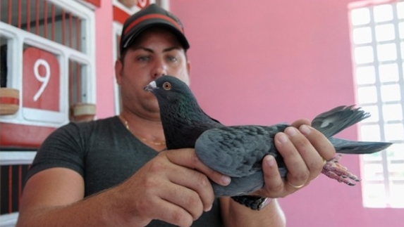 Un criador de palomas en Cuba.
