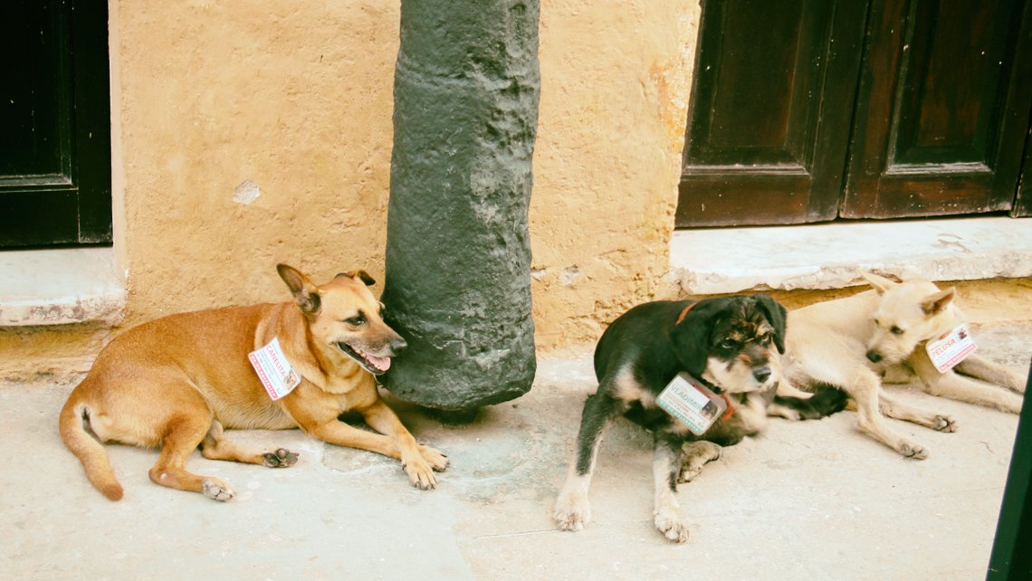 Perros en Cuba