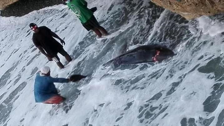 El cetáceo herido varado en Baracoa.