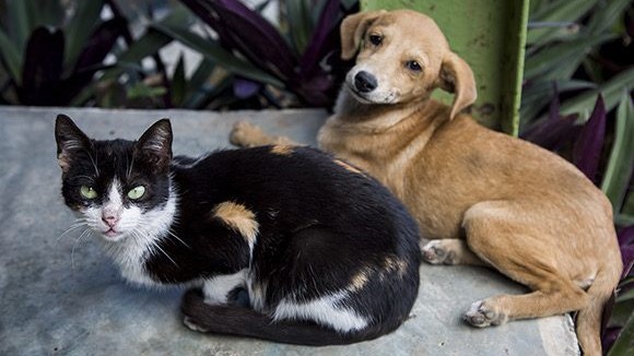Un gato y un perro en un hogar cubano.