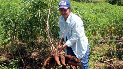 Cultivo de yuca en Cuba.