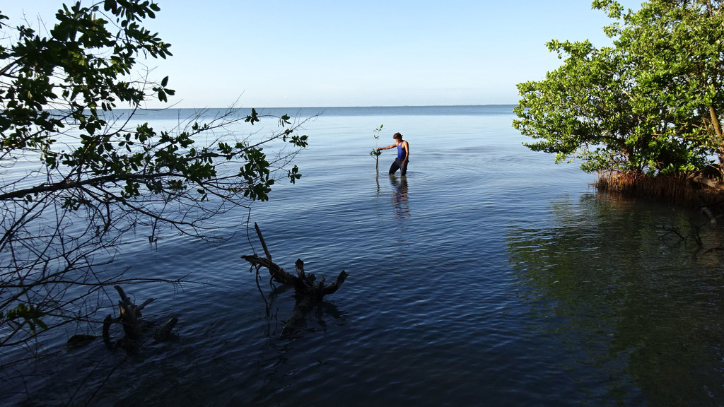 Un manglar de la costa sur cubana.