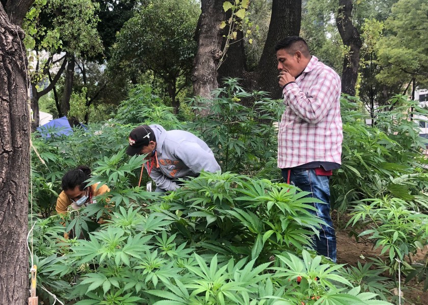 Cultivo de cannabis en México