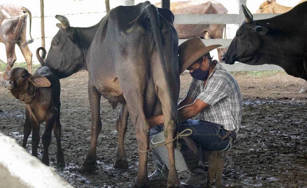 Un campesino ordeña una vaca en Camagüey.