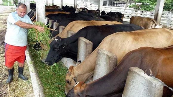 Un campesino cubano da de comer a vacas.