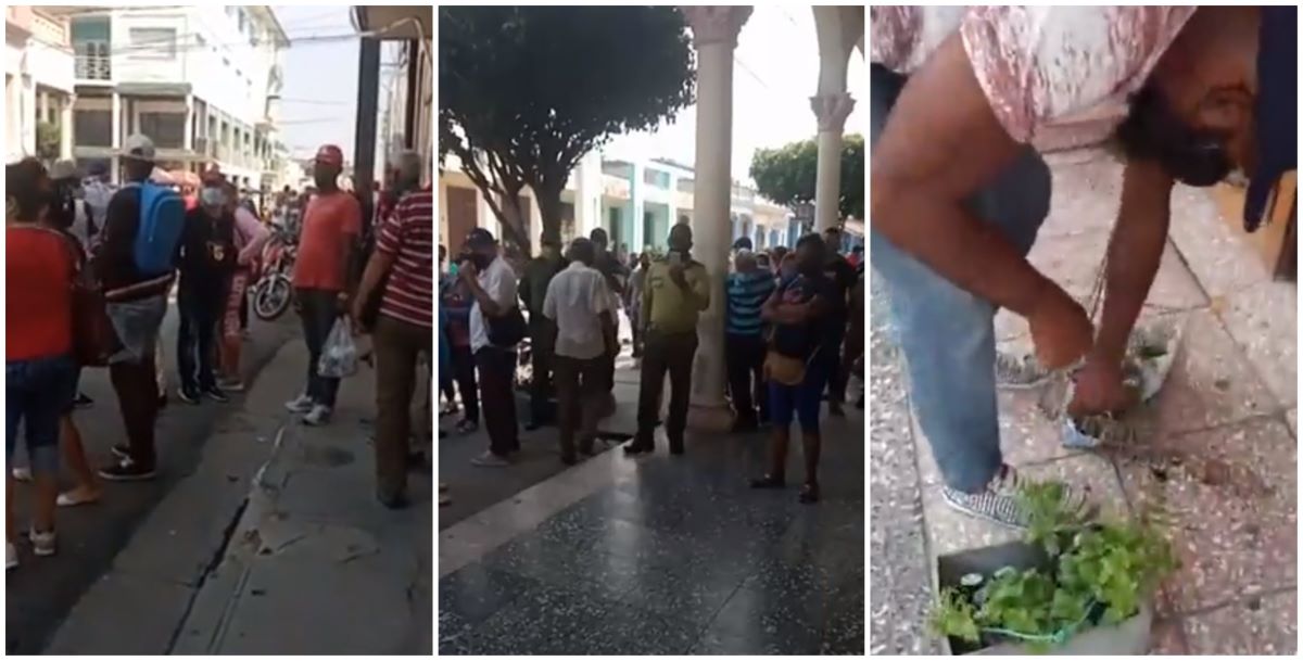 Protesta en Las Tunas por una multa impuesta a un opositor por vender plantas medicinales.