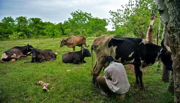 Un campesino cubano ordeña a una de sus reses.