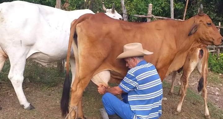 El campesino cubano Juan Carlos Hernández ordeña una vaca.