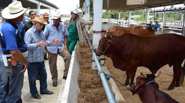 José Ramón Machado Ventura (center) visiting a livestock company in Pinar del Río.
