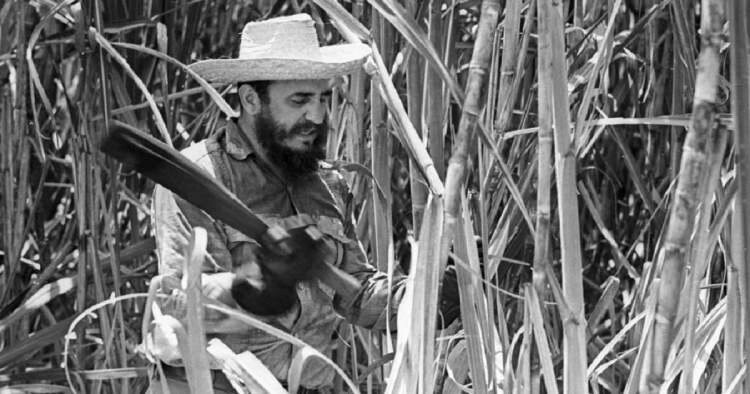 Fidel Castro en un campo de caña de azúcar.