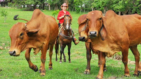 Vacas en Cuba.