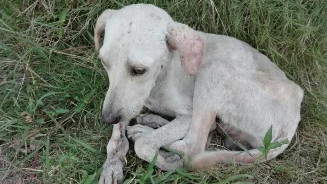 Un perro abandonado en Cuba.