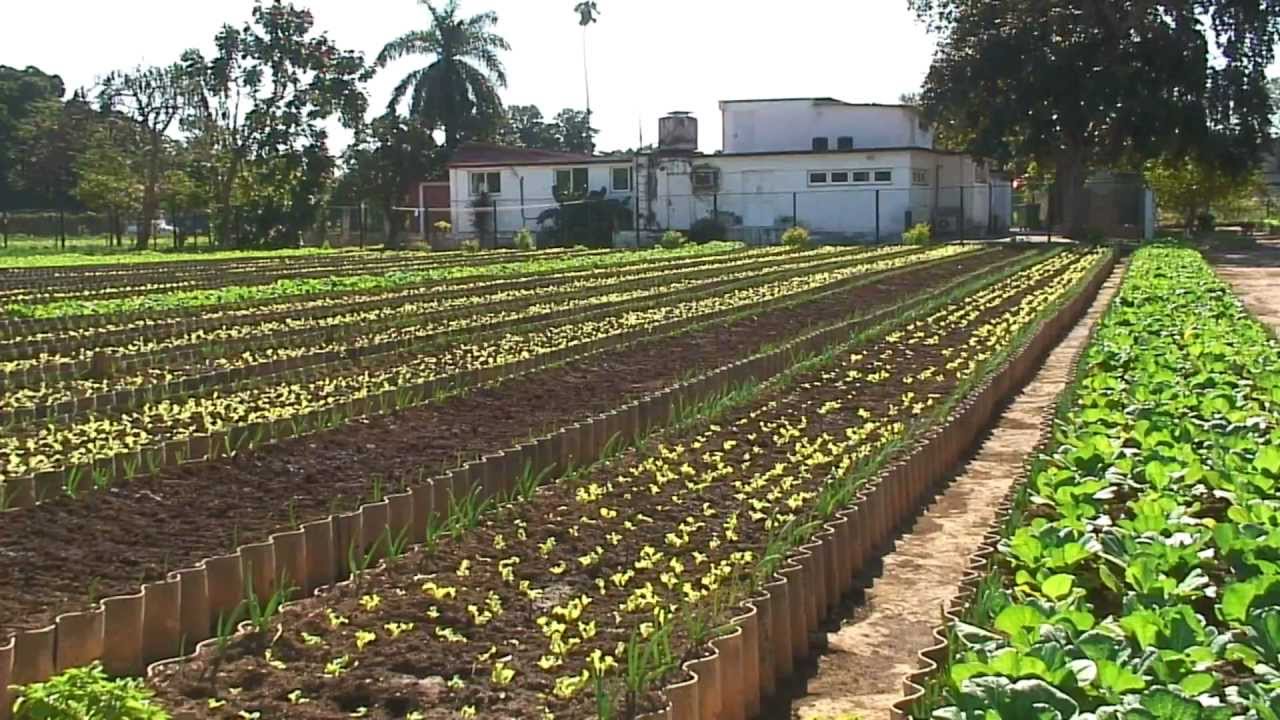 Un espacio de cultivo en La Habana.